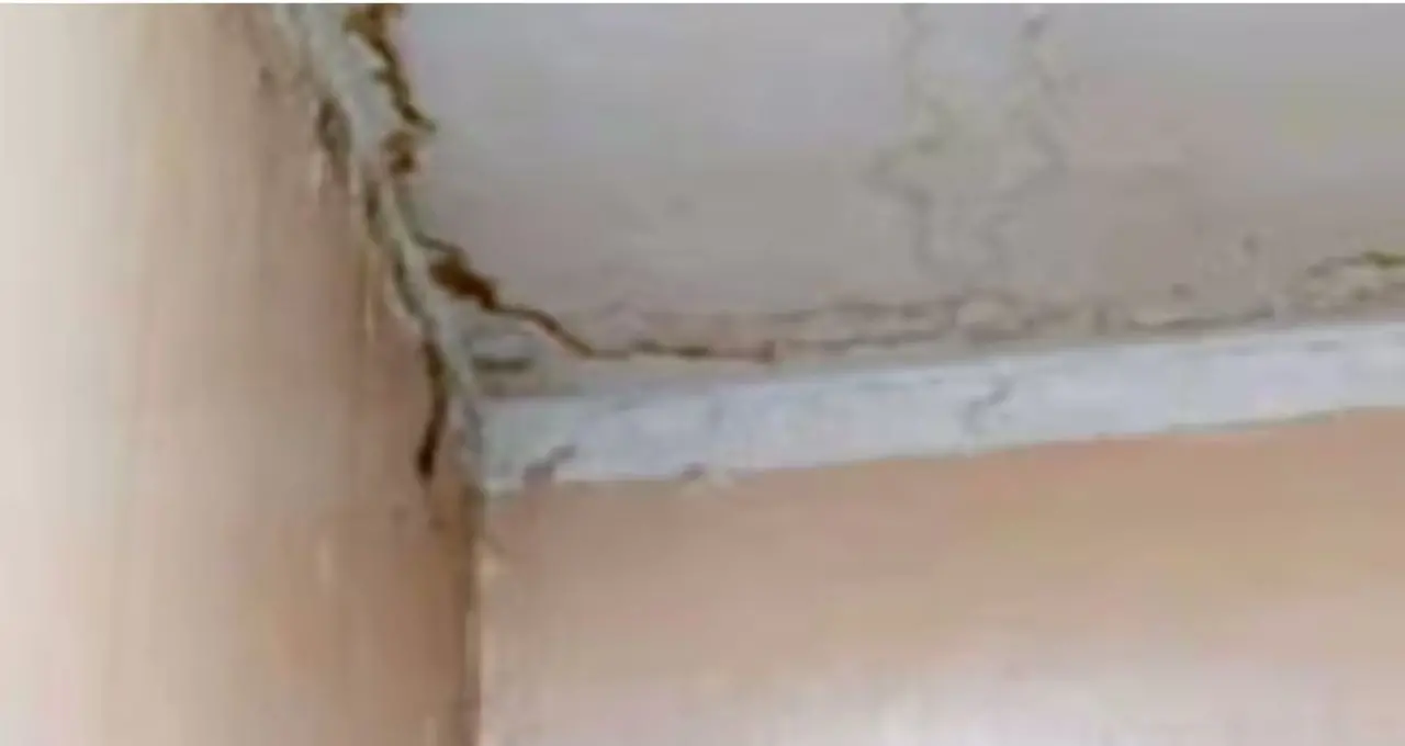 বর্ষায় ছাদে শ্যাওলা, স্যাঁতসেঁতে ভাব বা ফাটল? সহজ কয়েকটি উপায়ে কমাতে পারেন সমস্যা, জেনে নিন কী করবেন
