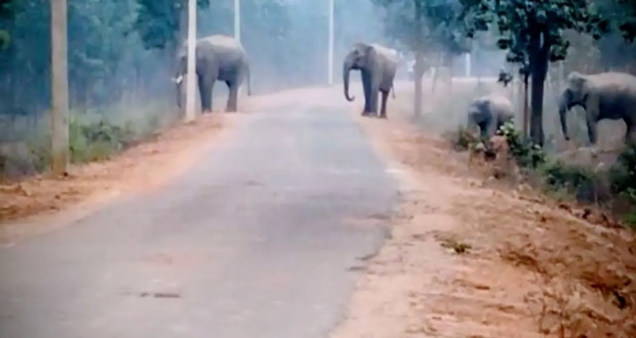 পূর্ব ভারতে প্রথম ‘হাতির সাবওয়ে’ বাঁকুড়ায়, মানুষ-হাতি সংঘাত কমাতে বড় পদক্ষেপ প্রশাসনের