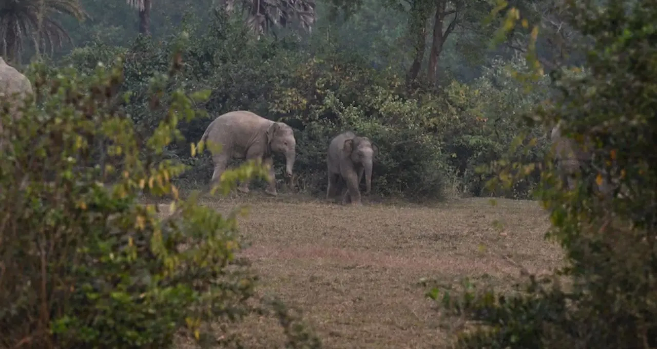 পূর্ব ভারতে প্রথম ‘হাতির সাবওয়ে’ বাঁকুড়ায়, মানুষ-হাতি সংঘাত কমাতে বড় পদক্ষেপ প্রশাসনের