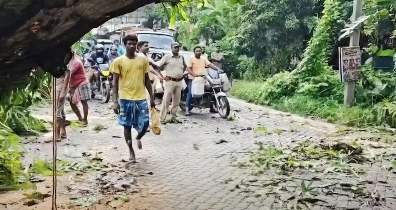 টানা বৃষ্টিতে টাকি রোডে উপড়ে পড়ল বিশাল গাছ, বেড়াচাঁপায় দীর্ঘক্ষণ স্তব্ধ যান চলাচল, তৎপর পুলিশ
