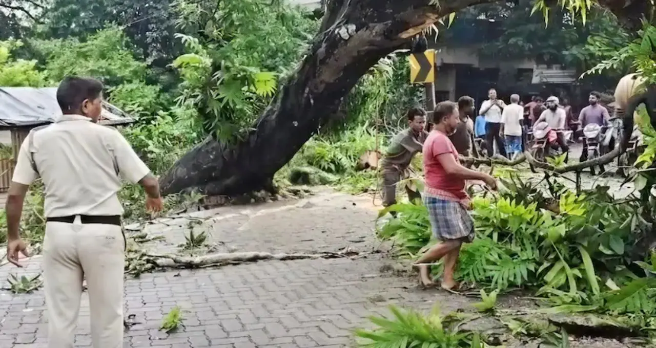 টানা বৃষ্টিতে টাকি রোডে উপড়ে পড়ল বিশাল গাছ, বেড়াচাঁপায় দীর্ঘক্ষণ স্তব্ধ যান চলাচল, তৎপর পুলিশ
