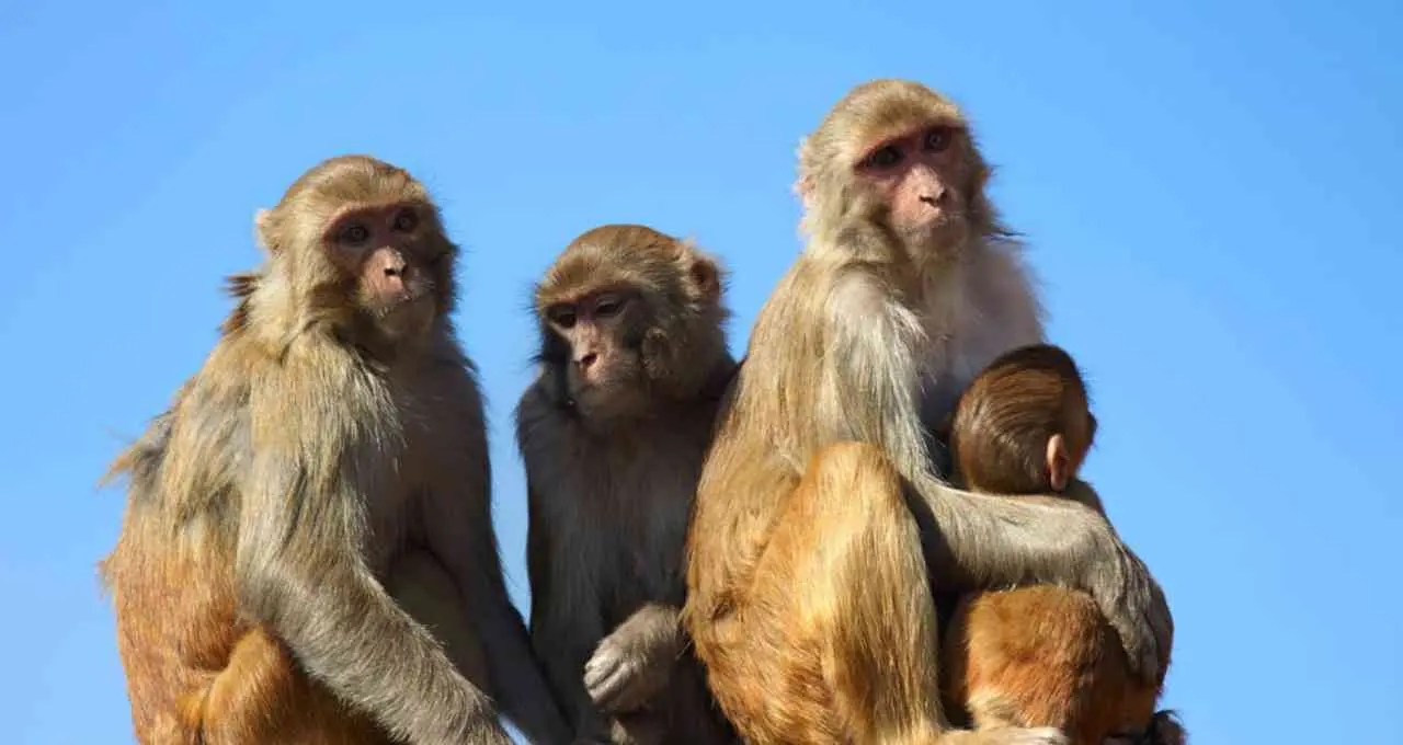 संभल में मासूम पर बंदरों के झुंड का हमला, गंभीर रूप से घायल, ग्रामीणों ने की कार्रवाई की मांग