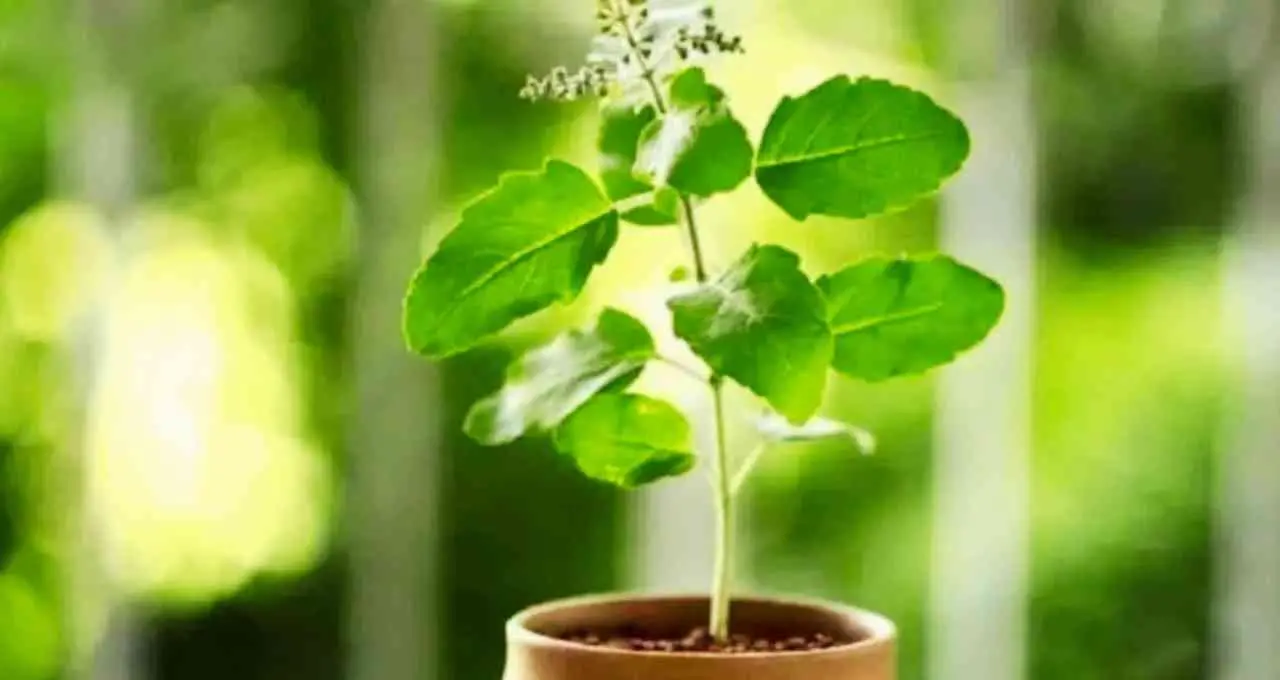Tulsi Plant Vastu Tips: घर में तुलसी का पौधा सूख जाए तो क्या करें? जानें वास्तु के जरूरी नियम