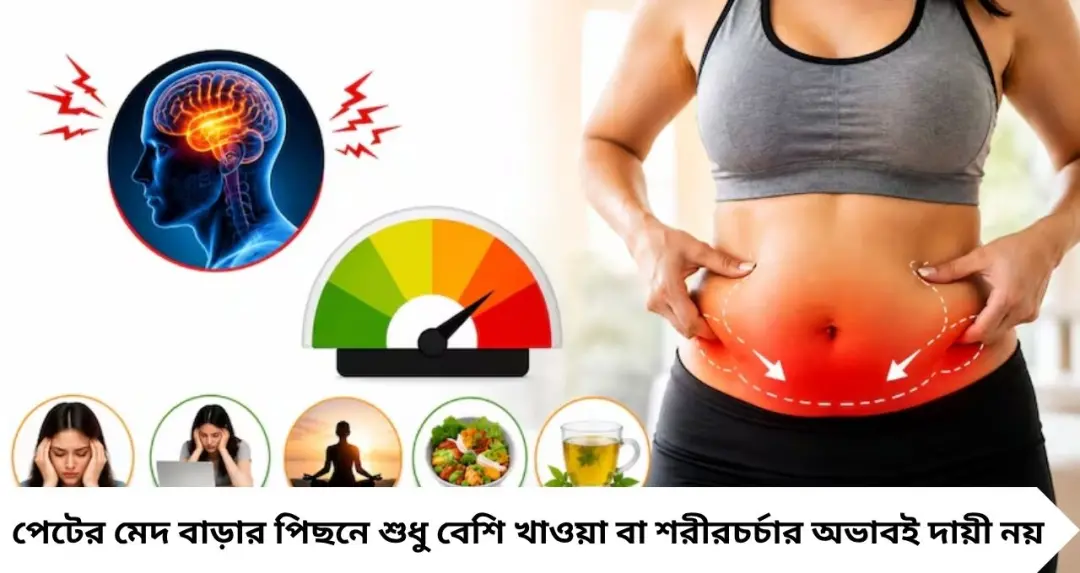 Lower Belly Fat Causes: শুধু বেশি খাওয়াই নয়, স্ট্রেসেও বাড়তে পারে পেটের মেদ! কর্টিসল কীভাবে ‘ভুঁড়ি’ বাড়ায়, জানুন
