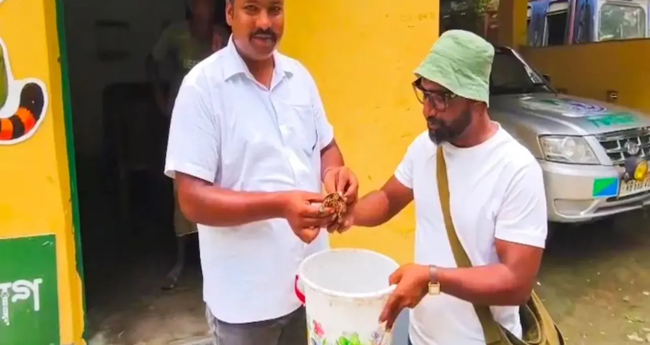 রাস্তা পার হচ্ছিল ছোট্ট কচ্ছপ, কাছে যেতেই চমক! মালদহে উদ্ধার বিরল ‘পরি’ কচ্ছপ
