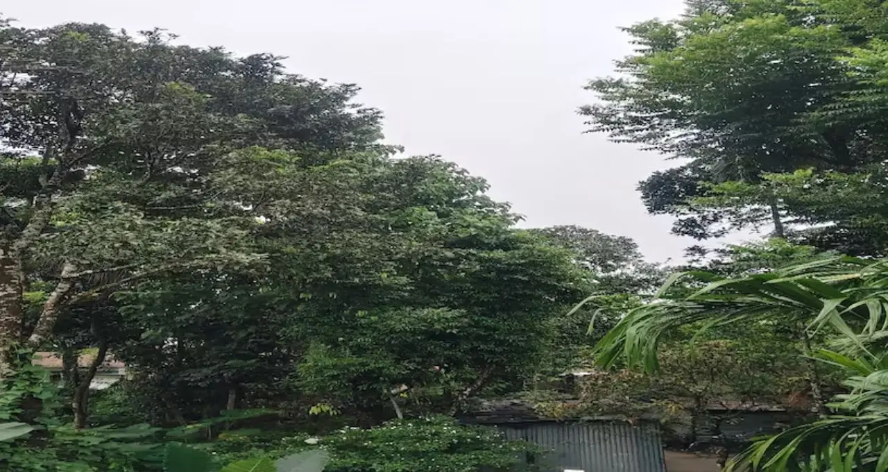 North Bengal Weather Forecast: দার্জিলিং থেকে ডুয়ার্স, আজও মেঘ-বৃষ্টির দাপট! কালিম্পংয়ে ধসের আশঙ্কা, জেনে নিন জেলাভিত্তিক আপডেট
