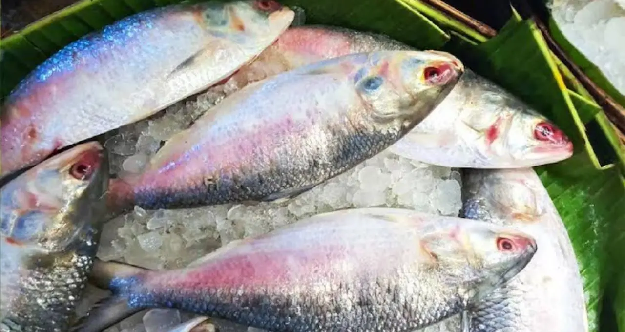 Hilsa Storage Tips: বর্ষায় কিনে শীতেও জমিয়ে খান ইলিশ! ১, ৩ বা ৬ মাস সংরক্ষণ করতে মানুন এই সহজ নিয়ম
