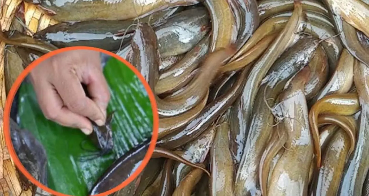 শিং মাছ পরিষ্কার করার ঝামেলা শেষ! নুন-ভিনিগারের এই সহজ কৌশলে ঘষাঘষি ছাড়াই কালচে চামড়া হবে ঝকঝকে সাদা
