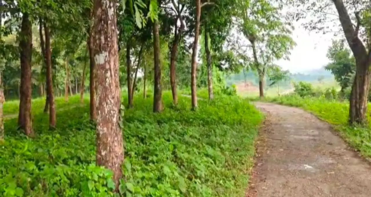 ডুয়ার্সের ভিড়ভাট্টা ভুলে একদিন হারিয়ে যান এই অচেনা গ্রামে! চা-বাগান, জঙ্গল, পাহাড়ি নদী আর হোমস্টের মোমো-থুকপায় জমে যাবে ছুটি
