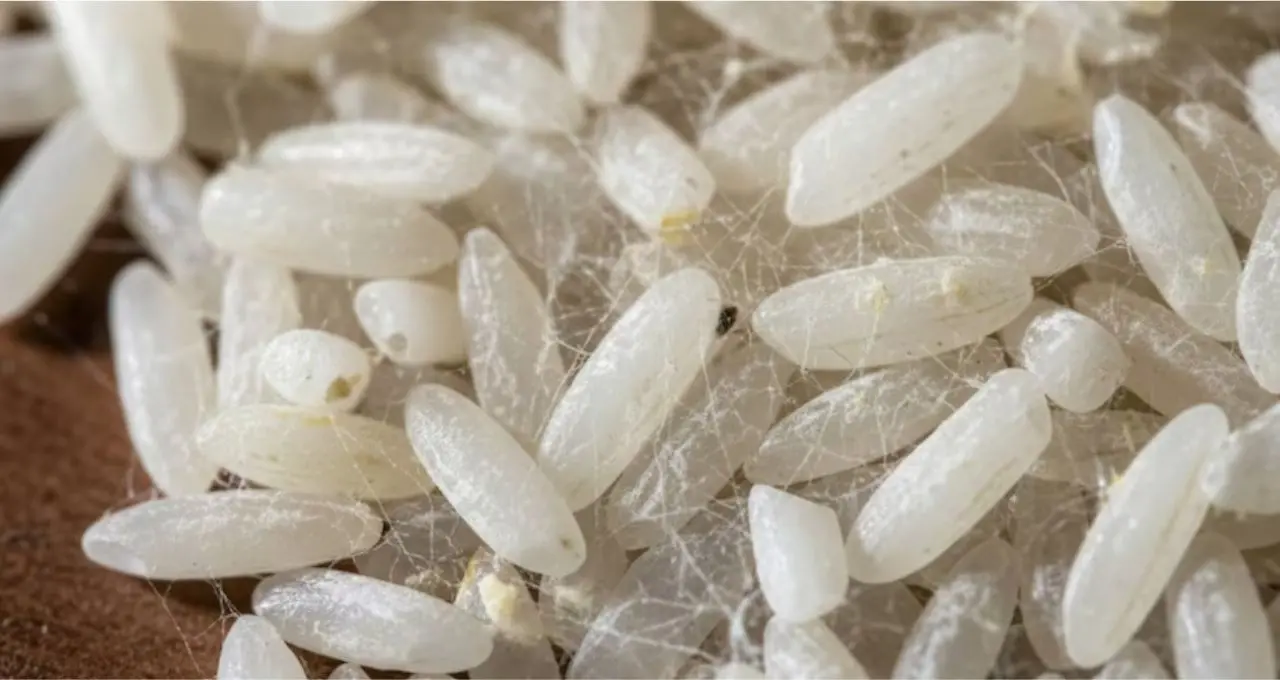 Rice Cleaning Tips: চালে জালের মতো সুতো বা পোকা দেখলেই সাবধান! ফেলে দেওয়ার আগে জানুন কী করবেন, বর্ষায় এভাবেই রাখুন চাল পোকামুক্ত
