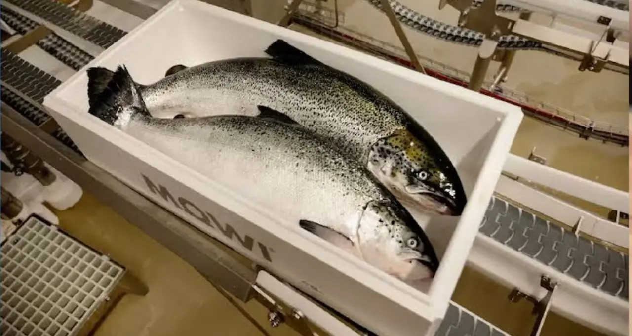 Omega 3 Rich Fish: রুই-কাতলা-ইলিশকে টেক্কা! এই মাছেই মেলে সবচেয়ে বেশি ওমেগা-৩, হার্ট ও মস্তিষ্কের জন্যও উপকারী