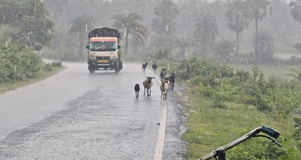 IMD Weather Alert: বঙ্গোপসাগরে ফের নিম্নচাপের চোখরাঙানি! রবিবার থেকে বাংলায় বাড়বে বৃষ্টি, জারি সতর্কতা
