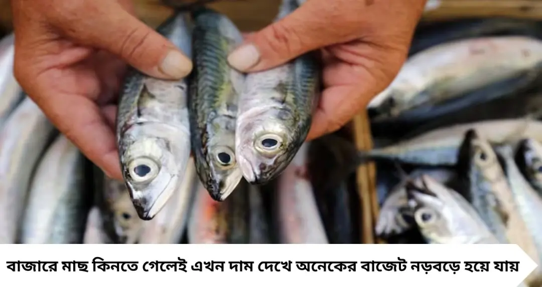 Fish: কম দামে পুষ্টিকর ৫ মাছ, Omega-3 ও Vitamin B12-এর উৎস—বাজারে দেখলে চিনে নিন
