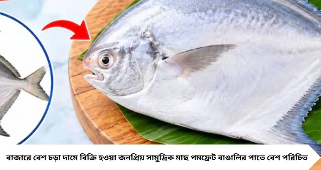 Bengali Name of Pomfret Fish: পমফ্রেট নামে যাকে চেনেন, তার আসল বাংলা নাম কী? ৯৯% বাঙালিই জানেন না, নাম শুনলে চমকে যাবেন!
