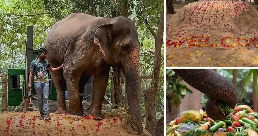 Madhuri Elephant Kolhapur: माधुरी की घर वापसी का रास्ता साफ, वनतारा ने सुप्रीम कोर्ट और HPC के निर्देशों पर जताई सहमति