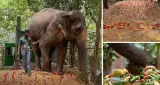 Madhuri Elephant Kolhapur: माधुरी की घर वापसी का रास्ता साफ, वनतारा ने सुप्रीम कोर्ट और HPC के निर्देशों पर जताई सहमति