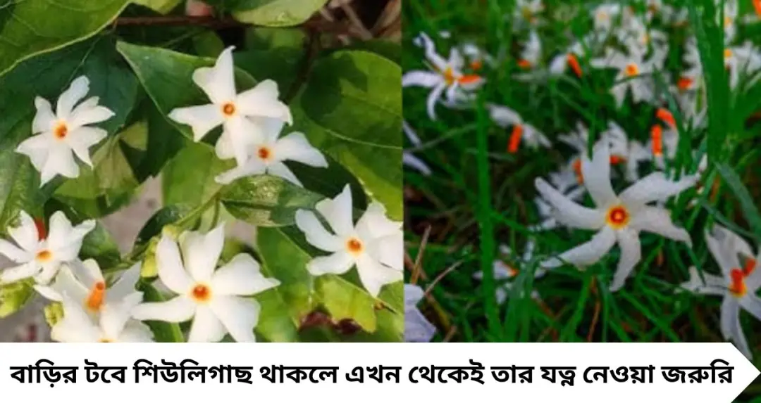 Shiuli Phool Care: বৃষ্টির পর শিউলিগাছের গোড়ায় এই ভুল নয়! নষ্ট হতে পারে শিকড়, ফুল পেতে এখনই করুন এই কাজ
