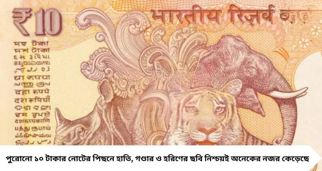 পুরোনো ১০ টাকার নোটে হাতি, গণ্ডার, হরিণের ছবি কেন থাকত? কারণ জানলে অবাক হবেন!
