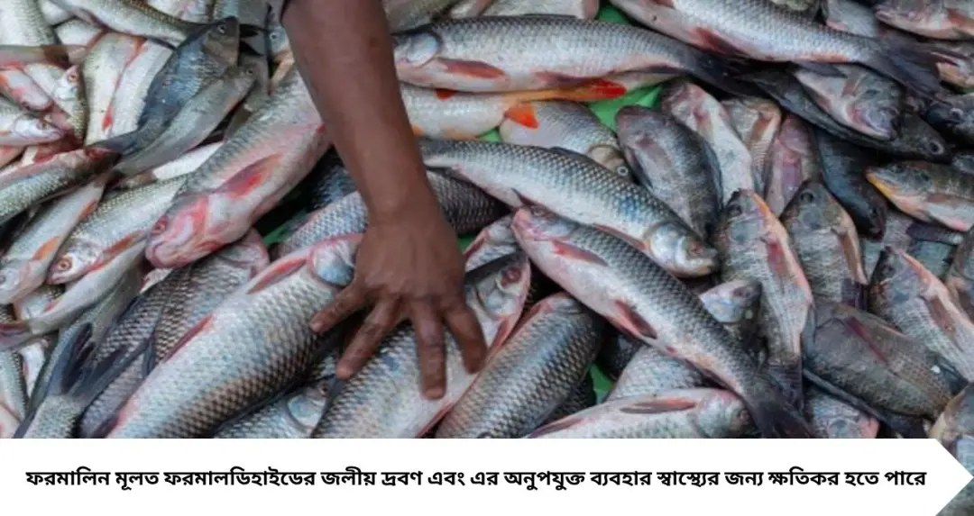 মাছে ফরমালিন মেশানো নেই তো? রান্নার আগে সতর্ক হোন, ঘরোয়া এই ৩ উপায়ে পরিষ্কার করুন মাছ
