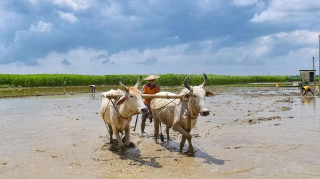 नवादा में बैलों को भी मिलती है रविवार की छुट्टी, किसान नहीं कराते काम; 80 साल पुरानी अनोखी परंपरा आज भी कायम