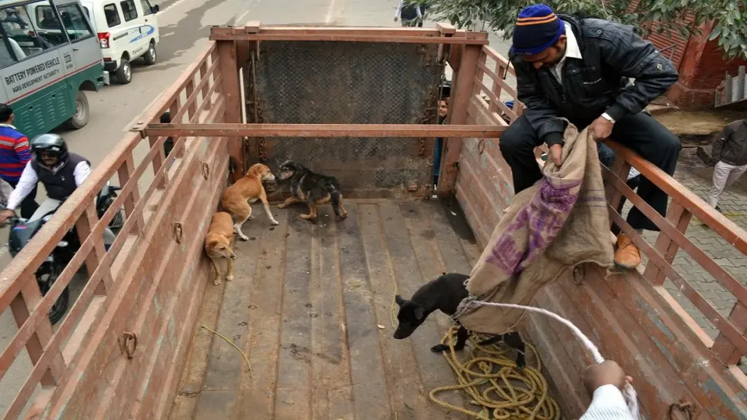 आगरा में कुत्तों के झुंड ने बच्चे को 10 जगह नोचा, पार्क में खेलते समय हमला; दादी ने डंडा मारकर बचाया
