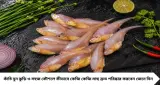 Amudi Fish Cleaning Tips: নরম-পিচ্ছিল আমোদি মাছ কাটতে গিয়ে হাত ফসকে যাচ্ছে? এই কৌশলে কেজি কেজি মাছ পরিষ্কার হবে ঝটপট
