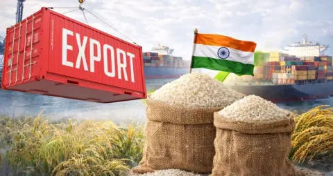  India Rice Export: EU में भारतीय चावल की 52 खेपों पर अलर्ट, क्वालिटी मानकों से बढ़ी चिंता