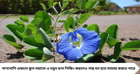 Aparajita Flowering Tips: অপরাজিতা গাছে ফুল ধরছে না? টবের মাটিতে মেশান এই উপকরণ, পরিচর্যার কয়েকটি কৌশলেই ভরে উঠবে গাছ

