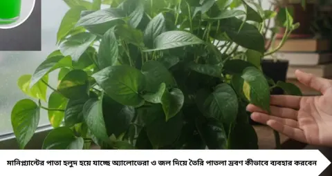 Money Plant Care: মানিপ্ল্যান্টের পাতা হলুদ হয়ে যাচ্ছে? অ্যালোভেরার এই ‘সবুজ জল’ দিতে পারেন, যত্নে মিলবে সতেজ গাছ