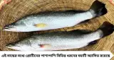 ইলিশ-পাবদা নয়, সস্তার এই মাছেই ভরপুর Omega-3! কোলেস্টেরল নিয়ন্ত্রণ থেকে হার্টের যত্ন, চিনে রাখুন কোরাল মাছ
