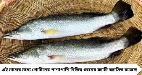 ইলিশ-পাবদা নয়, সস্তার এই মাছেই ভরপুর Omega-3! কোলেস্টেরল নিয়ন্ত্রণ থেকে হার্টের যত্ন, চিনে রাখুন কোরাল মাছ
