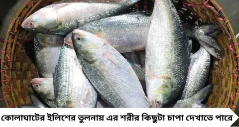 Best Hilsa: দিঘার ইলিশ নয়, কোলাঘাটের এই ইলিশেই নাকি তেলের ছড়াছড়ি! বাজারে কিনতে গেলে চিনবেন কীভাবে?
