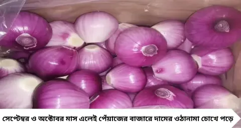 Onion Price Hike: সেপ্টেম্বর-অক্টোবরে হঠাৎ পেঁয়াজের দাম বাড়ে কেন? নেপথ্যে রয়েছে ফসলের চক্র ও জোগানের বড় পরিবর্তন
