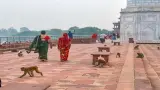 তাজমহলে বানরের হামলা নিয়ে উদ্বেগ বিদেশি পর্যটকরাও আক্রান্ত