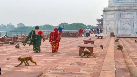 Monkey Attacks on Tourists at Agra Taj Mahal Raise Safety Concerns