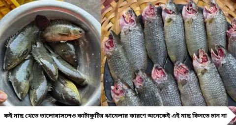 Koi Fish Cleaning Tips: কই মাছ কাটার সময় আর বিঁধবে না কাঁটা! এই ট্রিক জানলেই মিনিটেই পরিষ্কার 
