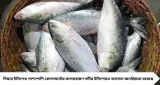 latest news subkuz - Best Hilsa: দিঘার ইলিশ নয়, স্বাদে বাজিমাত কোলাঘাটের! বাজারে আসল মাছ চিনবেন কোন ৫ লক্ষণে?