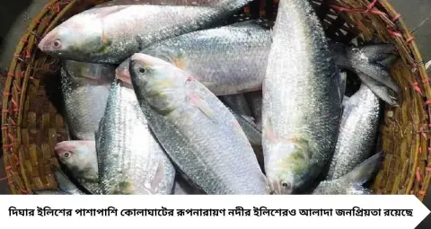 Best Hilsa: দিঘার ইলিশ নয়, স্বাদে বাজিমাত কোলাঘাটের! বাজারে আসল মাছ চিনবেন কোন ৫ লক্ষণে?