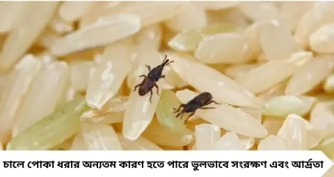 চালের কৌটো খুললেই পোকা? নিম পাতা থেকে লবঙ্গ—এই ৪ ঘরোয়া উপায়ে কমবে পোকার উপদ্রব
