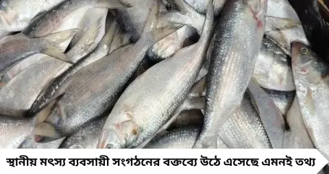 Digha Hilsa: ‘দিঘার ইলিশ’ কিনছেন? পকেট খালি করার আগে জানুন আসল তথ্য, বাজারে সব মাছ কিন্তু দিঘার নয়!
