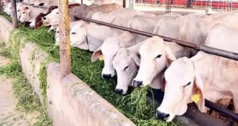 गोरखपुर में पशुपालक योजना की धीमी रफ्तार, 61 के लक्ष्य के मुकाबले अब तक सिर्फ 7 पशु चयनित