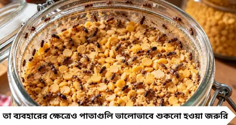 Dal Insects Prevention: ডালের কৌটোয় গুঁড়ি গুঁড়ি পোকা? রোদে দেওয়ার ঝামেলা নেই, এই ঘরোয়া টোটকা জানুন
