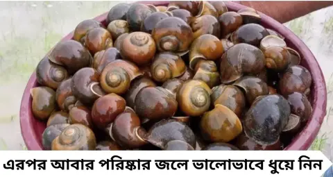Geri Googly Cleaning Tips: গেঁড়ি-গুগলি ছাড়াতে নাজেহাল? এই সহজ কৌশলে ঝুড়ি-ঝুড়ি গুগলি পরিষ্কার হবে নিমেষে!