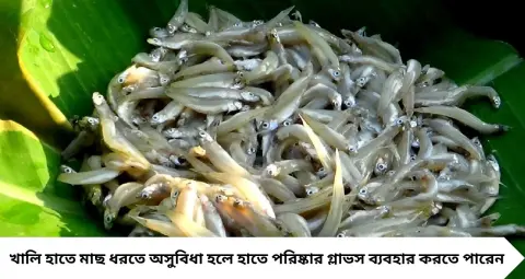 Kucho Mach Cleaning Tips: পাঁচমিশালি কুচো মাছ বাছতে আর ঘণ্টার পর ঘণ্টা নয়! এই কৌশলে সহজেই পরিষ্কার হবে পুঁটি-মৌরলা-কাচকি
