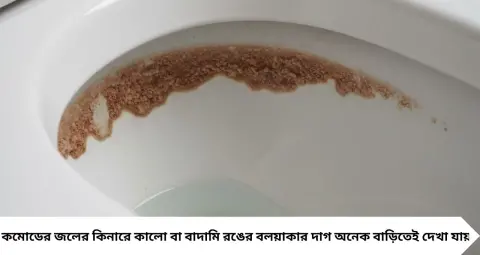 কমোডের কালো রিং কিছুতেই উঠছে না? ২ কাপ সাদা ভিনিগারেই মিলতে পারে সমাধান, জানুন সঠিক পদ্ধতি
