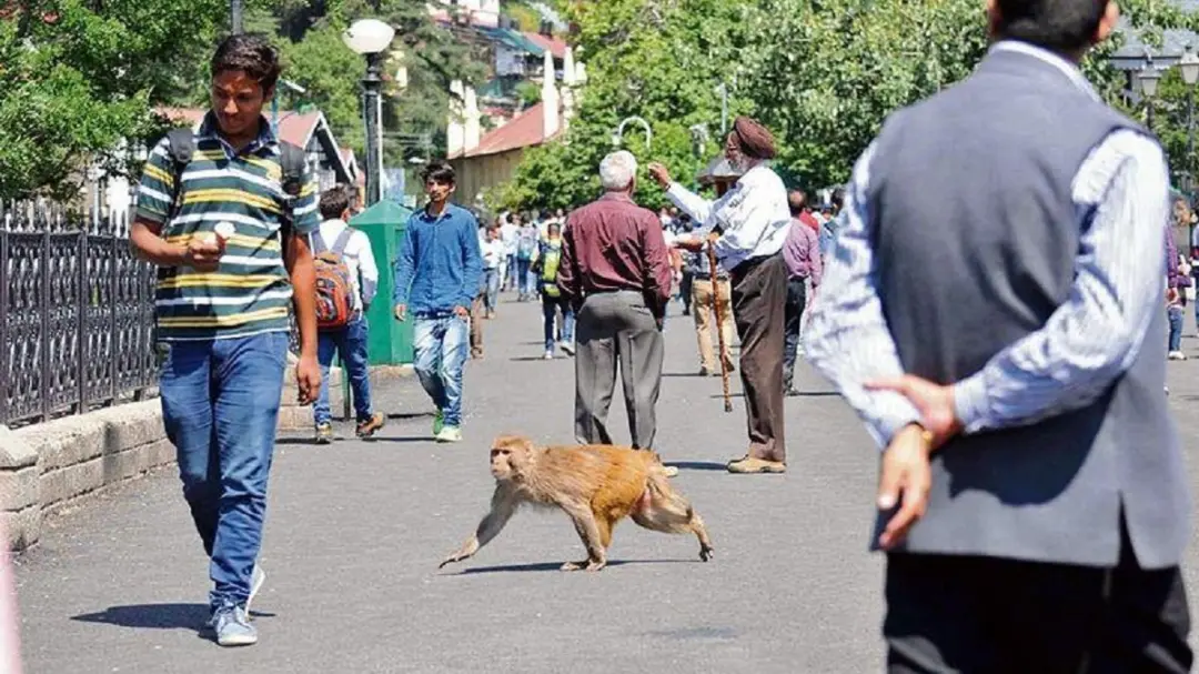 शिमला MC हाउस में डॉग-मंकी बाइट का मुद्दा गरमाएगा, हंगामे के आसार; एक महीने में 10 से ज्यादा मामले