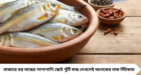 Cheap Chuno Machh: আকারে ছোট, পুষ্টিতে ভরপুর! পুঁটি মাছে মিলতে পারে প্রোটিন, ক্যালসিয়াম, ভিটামিন-সহ নানা পুষ্টি
