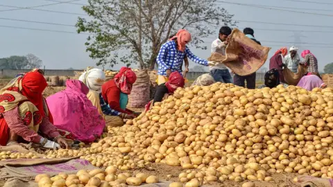 आगरा में आलू किसानों पर दोहरा दबाव, कोल्ड स्टोरेज में 55 से 60 प्रतिशत फसल जमा