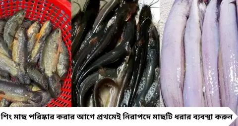 জিওল মাছ পরিষ্কার করতে গিয়ে হাতে কাঁটা ফুটছে? শিং-মাগুর-কইয়ের পিচ্ছিল চামড়া ও আঁশ পরিষ্কার হবে এই সহজ কৌশলে
