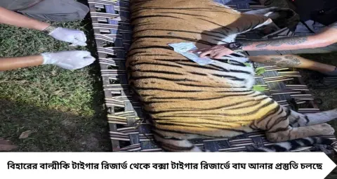 বক্সায় আসছে নতুন বাঘিনী! কীভাবে আনা হবে জানাল বন দফতর, ২ অক্টোবর ঘিরে বাড়ছে কৌতূহল
